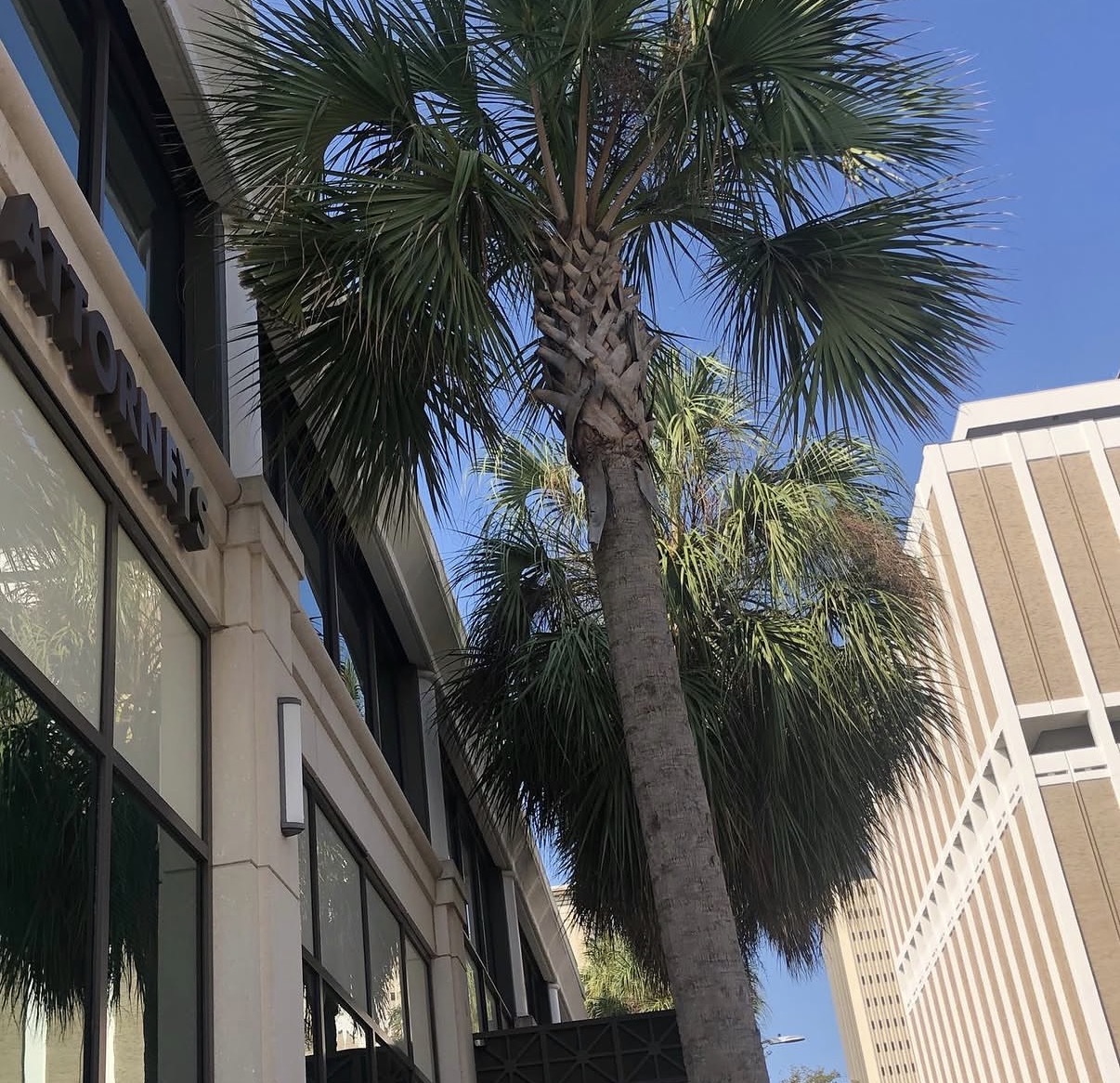 The Frey Law Firm office building at 625 E. Twiggs St. with an Attorneys sign and palm trees in downtown Tampa