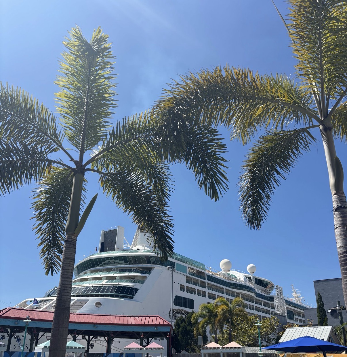Cruise ship at a Port Tampa Bay terminal framed by palm trees