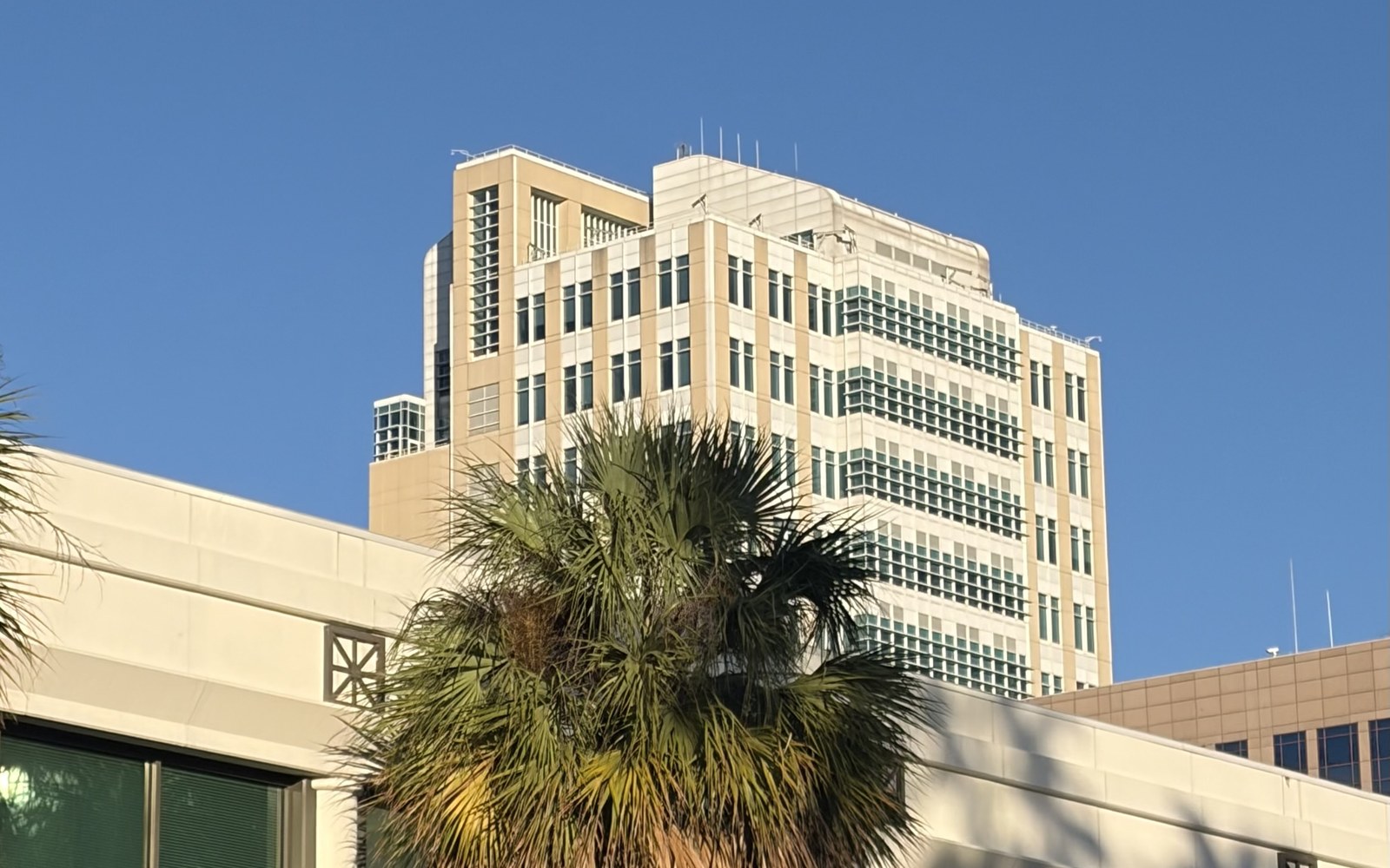 Sam M. Gibbons U.S. Courthouse in downtown Tampa behind a palm tree, photographed by Attorney Ron Frey